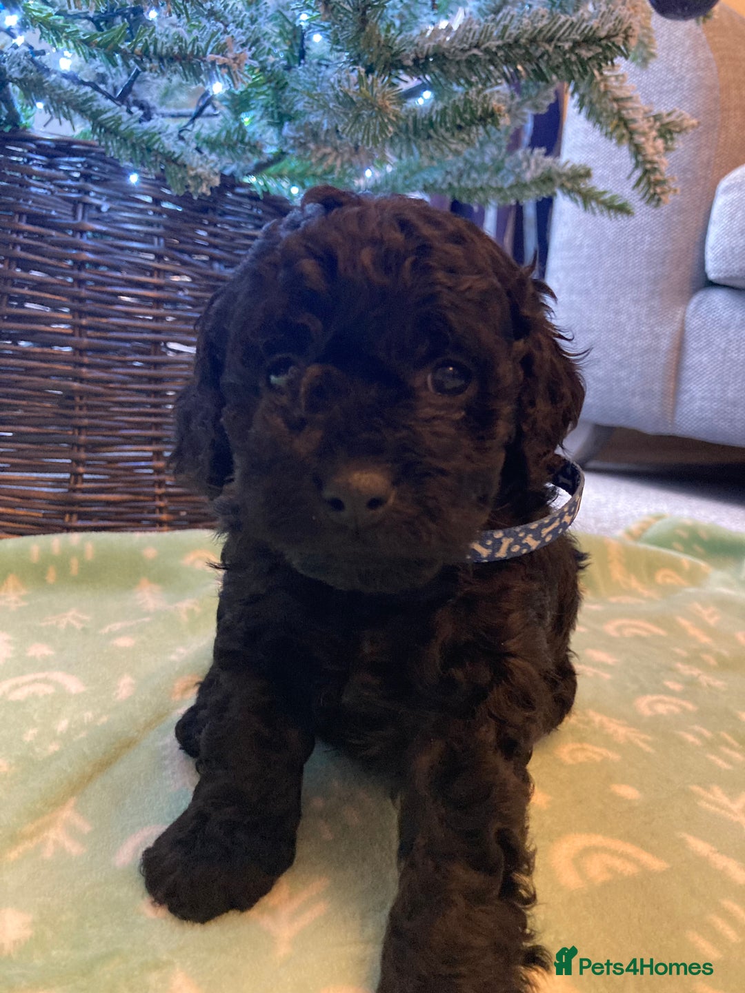 Cavapoo dogs for sale: F1b cavapoo puppies - Advert 28