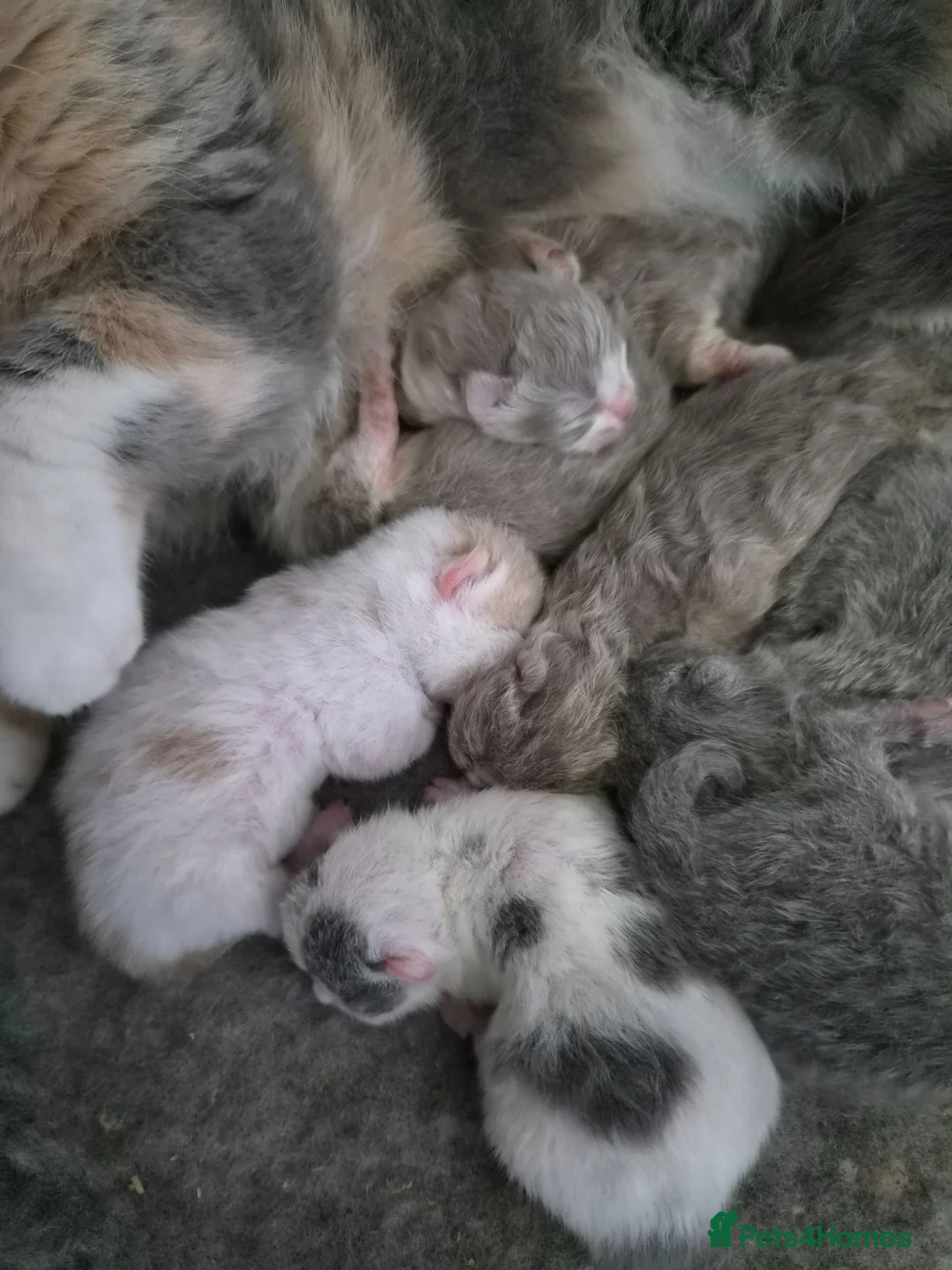 British Shorthair cats for sale: Gorgeous loving purr machines  - Advert 2