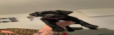 Mixed Breed 4