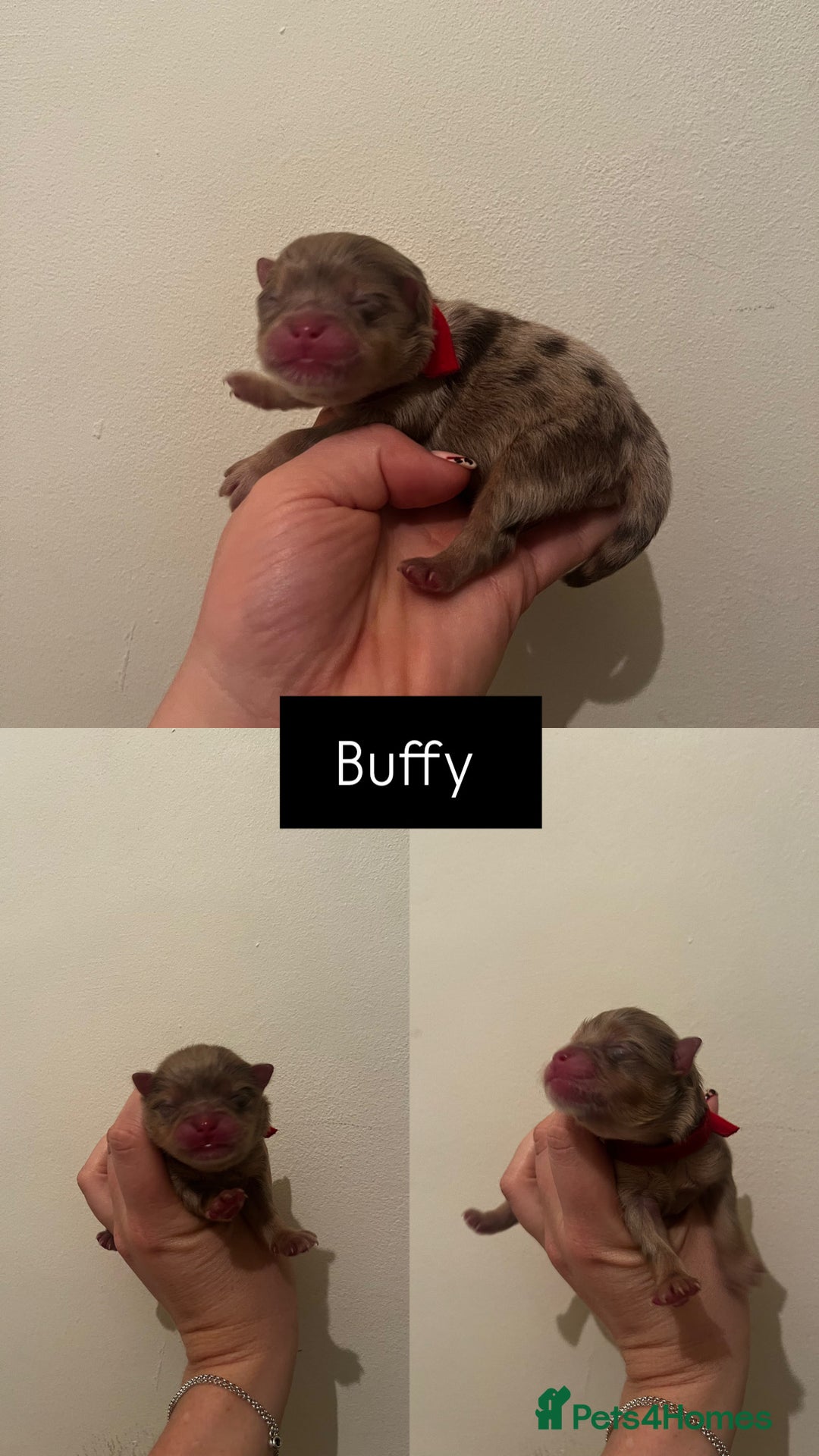 Pomeranian dogs for sale: Fluffy Pomeranian puppy’s MERLE & CHOCOLATE - Advert 17