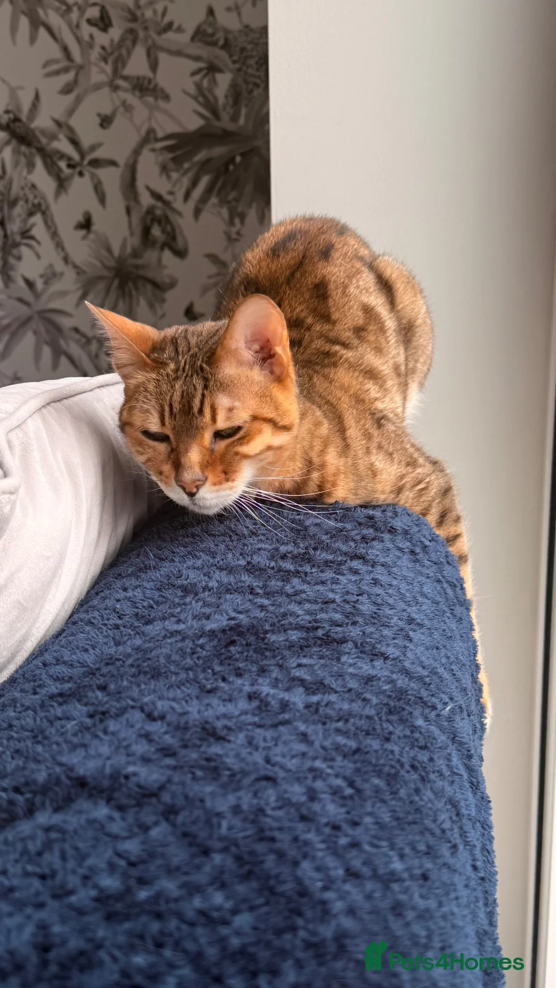 Bengal cats for sale: Beautiful Maya is looking for a new home  - Advert 2