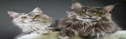 Maine Coon cats for sale: Octavia & Freya  - Advert 10