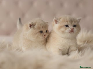 British Shorthair cats Cuddly Golden Blue British Shorthair girl - Advert 1