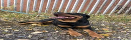 Rottweiler dogs for stud: Roscoe - Advert 3