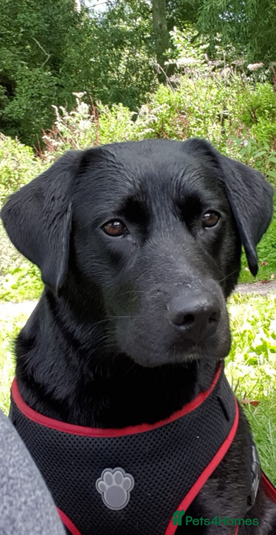 Labrador Retriever dogs for sale: Healthy Labrador Puppies Looking for Forever Homes - Advert 2