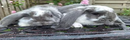 French Lop rabbits for sale: Baby Giant French Lop Rabbits - Advert 3