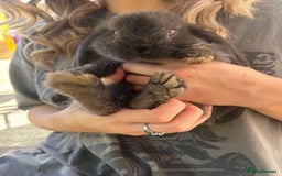 Mini Lop rabbits for sale: Mini Lop Rabbits  - Image 2
