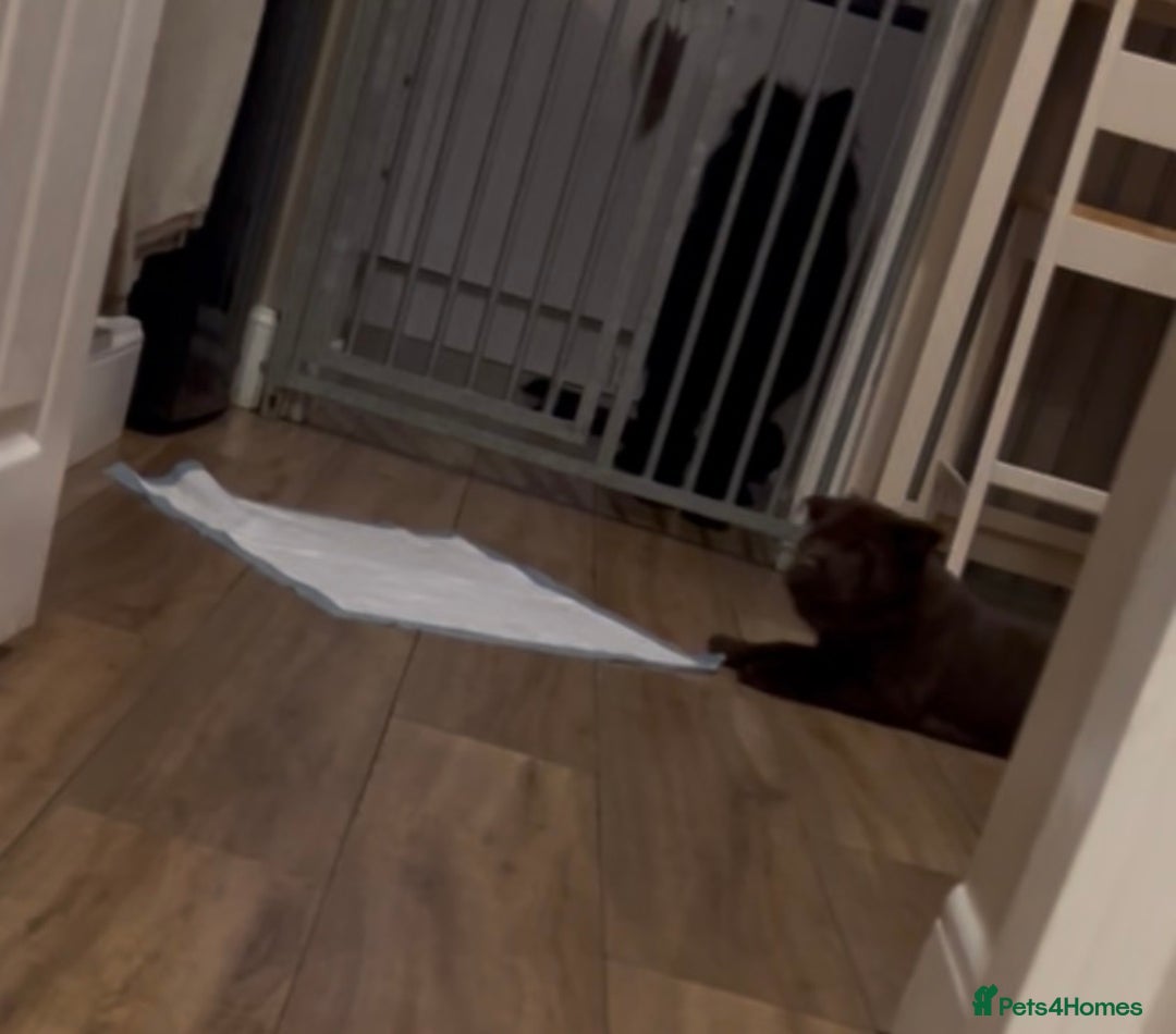 Mixed Breed dogs for sale: Chowdour - Advert 5