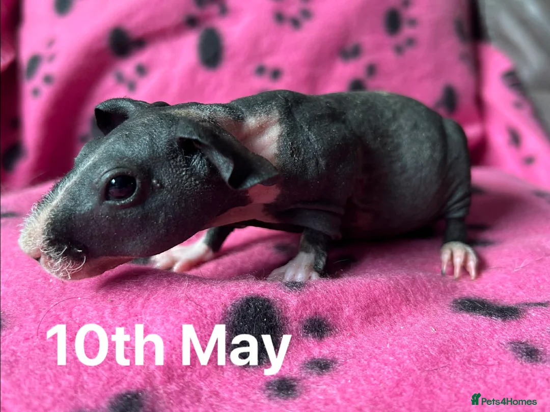 Guinea Pig rodents for sale: Skinny Pig Sows.  - Advert 6