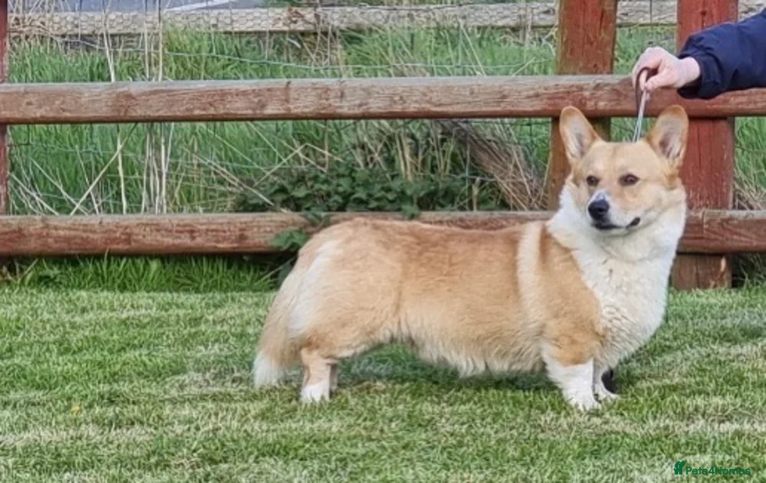 Welsh Corgi Pembroke dogs for stud: PRA, DM & VWD 1 Clear Welsh Pembroke Corgi Stud in Cardigan - Advert 1