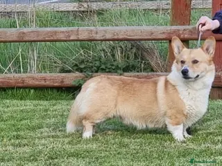 Welsh Corgi Pembroke dogs PRA, DM & VWD 1 Clear Welsh Pembroke Corgi Stud in Cardigan - Advert 12