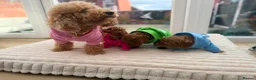 Poochon dogs for sale: 2 Toy poodle/poochon pups for sale.  - Advert 12