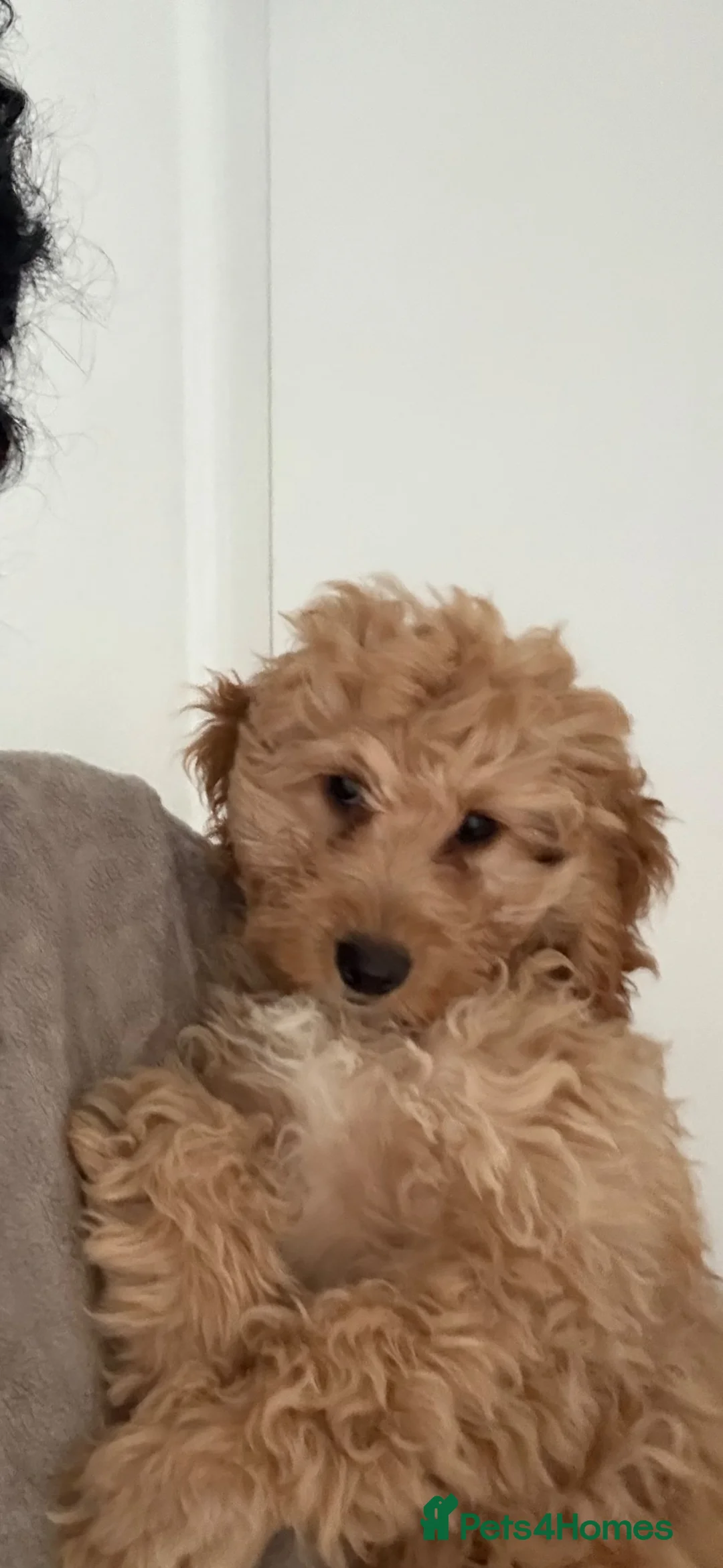 Cavapoo dogs for sale: Gorgeous Cavapoo Looking for Her Forever Home 🐾❤️ in Blackburn - Advert 3