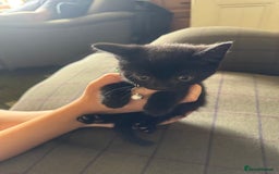Mixed Breed cats for sale: 3 black British short haired x ragdoll kittens - Image 17
