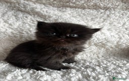 Persian cats for sale: Pure Persian Kittens - Image 9