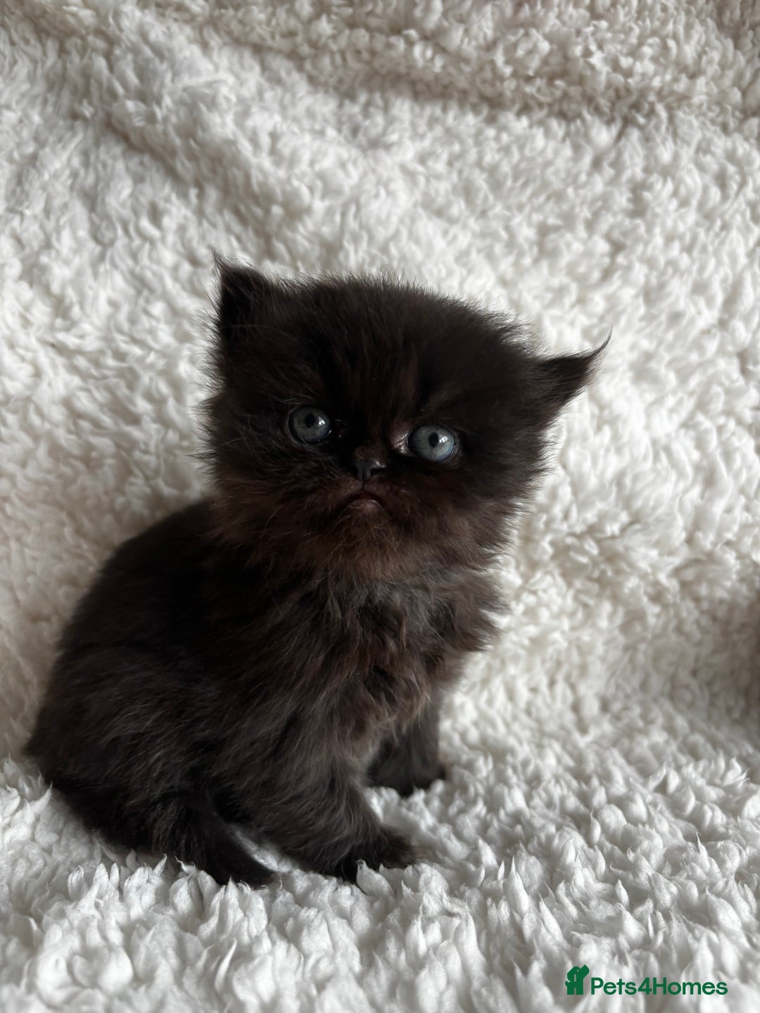Persian cats for sale: Pure Persian Kittens - Image 9