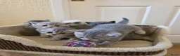 Scottish Fold cats for sale:  BRITISH & SCOTTISH SHORTHAIR KITTENS 🐾 - Advert 2
