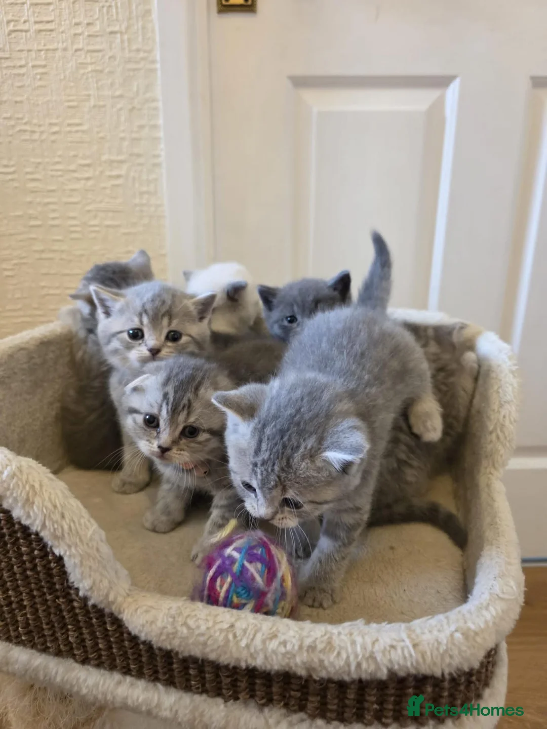Scottish Fold cats for sale:  BRITISH & SCOTTISH SHORTHAIR KITTENS 🐾 - Advert 2