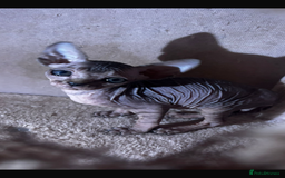 Sphynx cats for sale: Male sphynx kitten the last of his litter  - Image 2