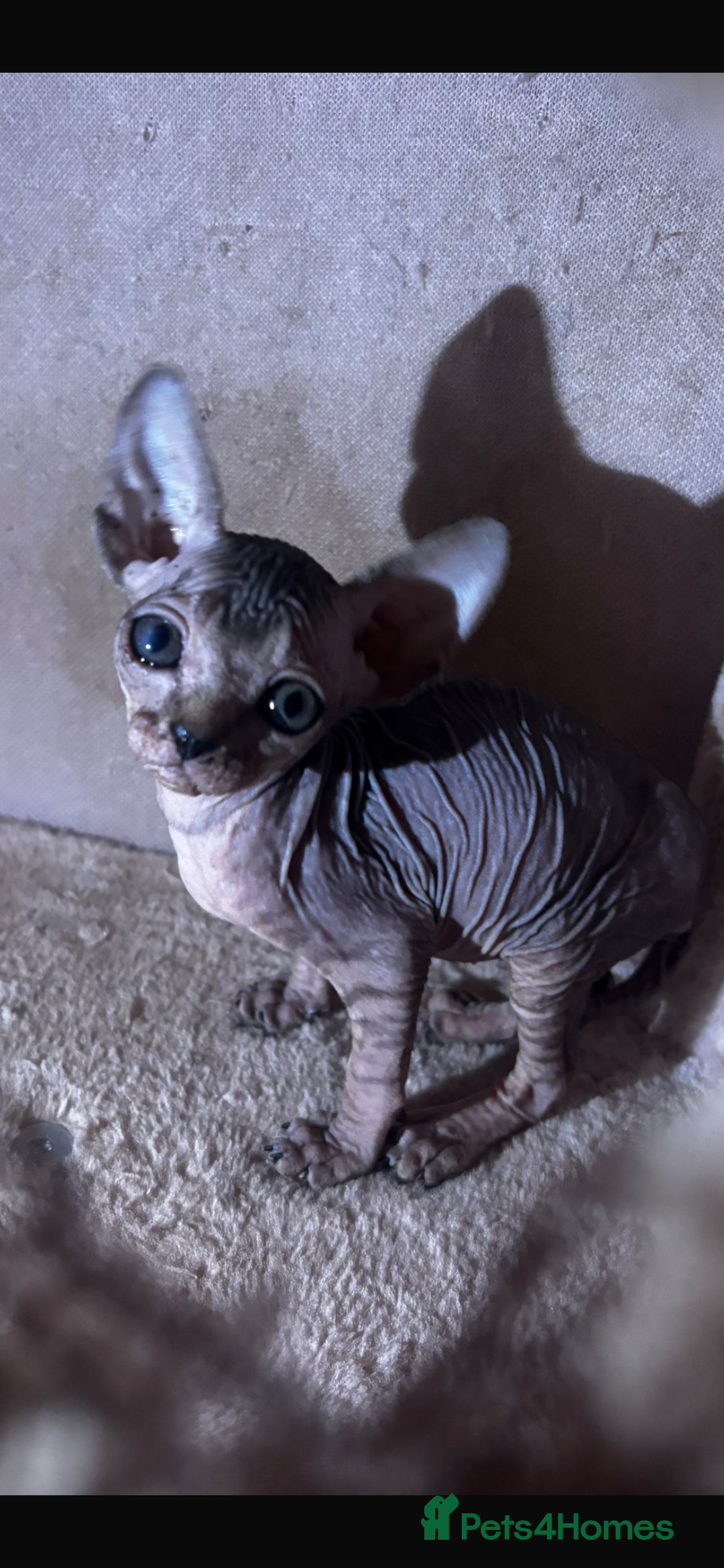 Sphynx cats for sale: Male sphynx kitten the last of his litter  - Image 2