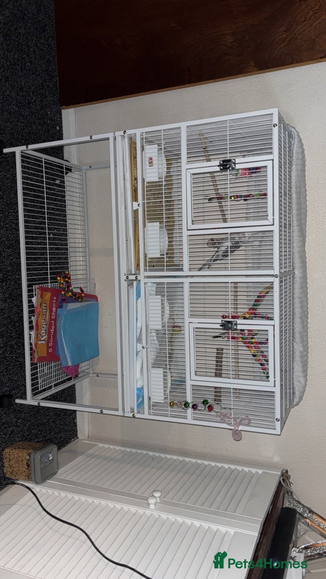 Cockatiels birds for sale: Bonded pair of PET only cockatiels  - Image 3