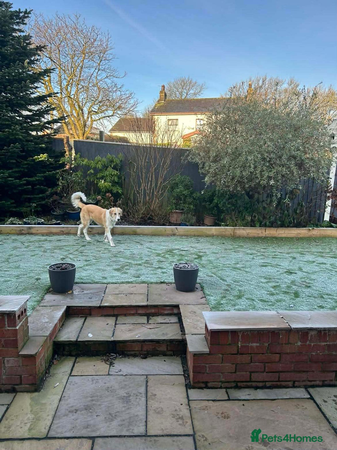 Mixed Breed dogs for sale: 💚 Lovely Lisa 💚 - Advert 7