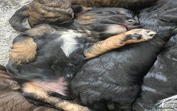 Cockapoo dogs for sale: Taking Genuine Enquired Phantom Female Cockapoo - Image 16