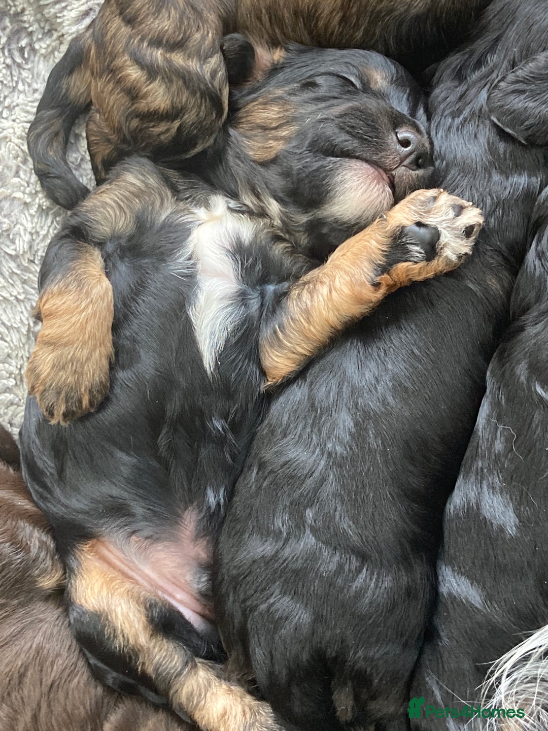 Cockapoo dogs for sale: Taking Genuine Enquired Phantom Female Cockapoo - Image 16