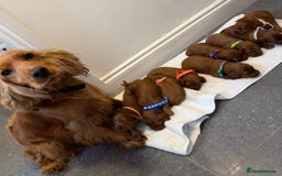 Cockapoo dogs for sale: FOX RED COCKAPOOS ⭐️⭐️ - Image 5
