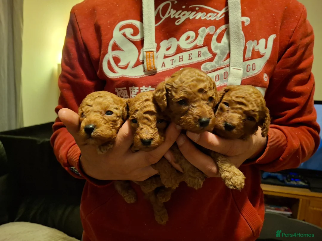 Toy Poodle dogs for sale: Toy poodle in Gosport - Advert 7
