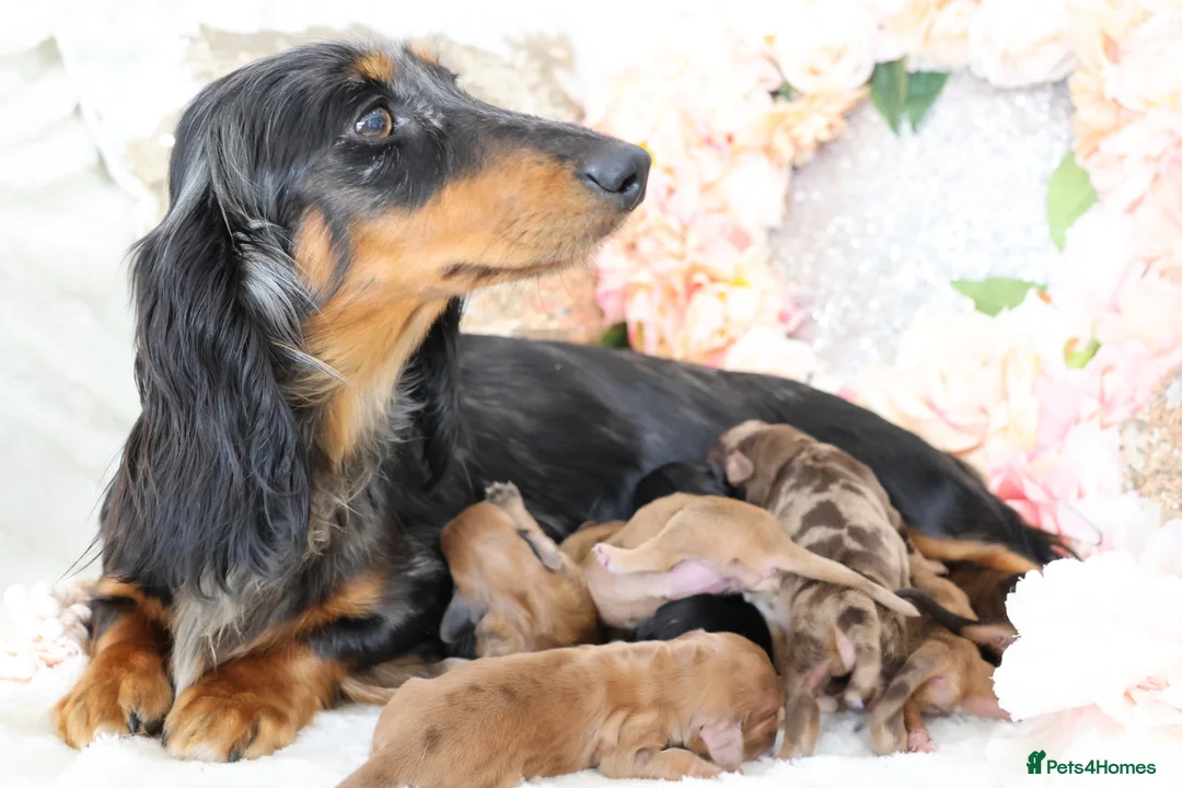 Miniature Dachshund dogs for sale: KC Longhair Miniature Dachshund Puppies - Advert 15