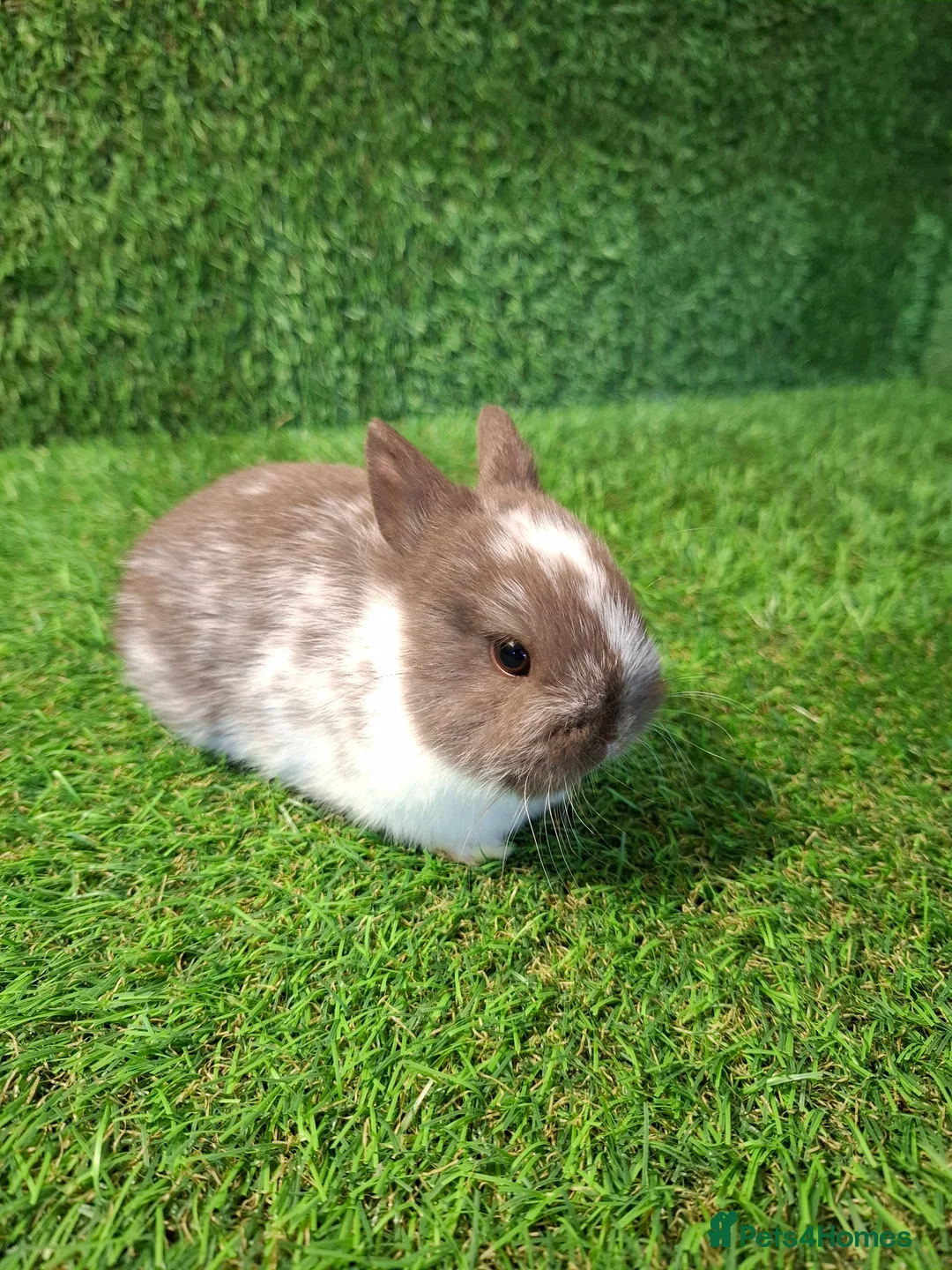 Netherland Dwarf rabbits for sale: QUALITY NETHERLAND DWARF - Advert 2