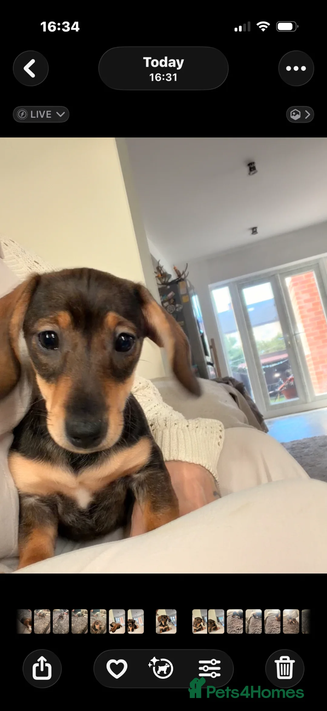 Miniature Dachshund dogs for sale: Last two beautiful mini dachshunds  - Advert 2