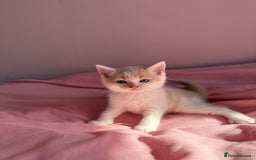 British Shorthair cats for sale: Gorgeous mixture of kittens.  - Image 7