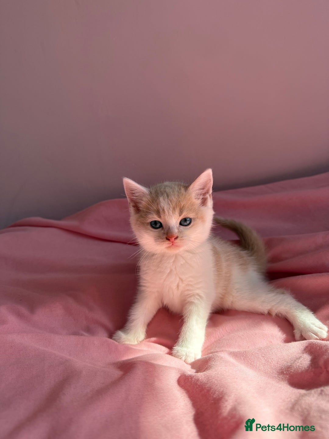 British Shorthair cats for sale: Gorgeous mixture of kittens.  - Image 7