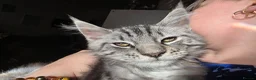 Mixed Breed cats for sale: Silver Tabby Maine Coon x Norwegian Forest Kitten  in Pudsey - Advert 1