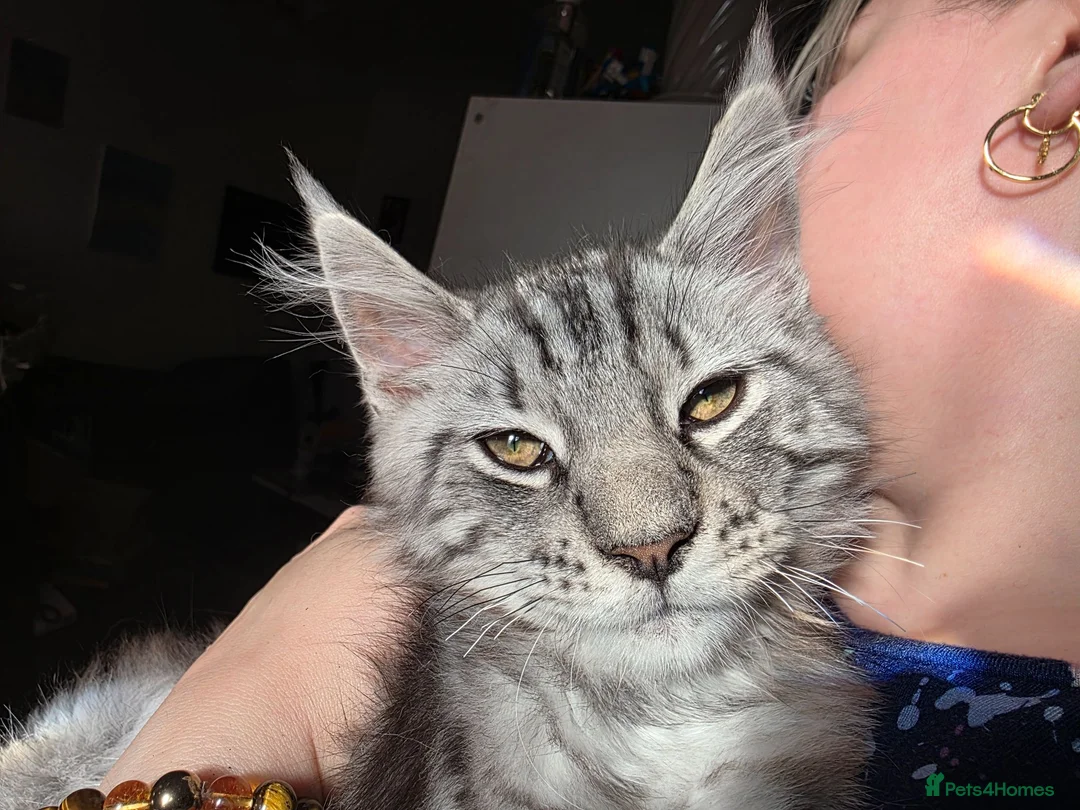 Mixed Breed cats for sale: Silver Tabby Maine Coon x Norwegian Forest Kitten  in Pudsey - Advert 1