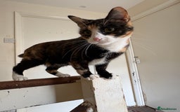 British Shorthair cats for sale: Having to downsize on cats - Image 2