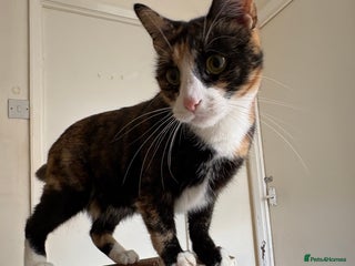 British Shorthair cats - Advert 20