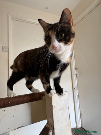 British Shorthair cats - Advert 11