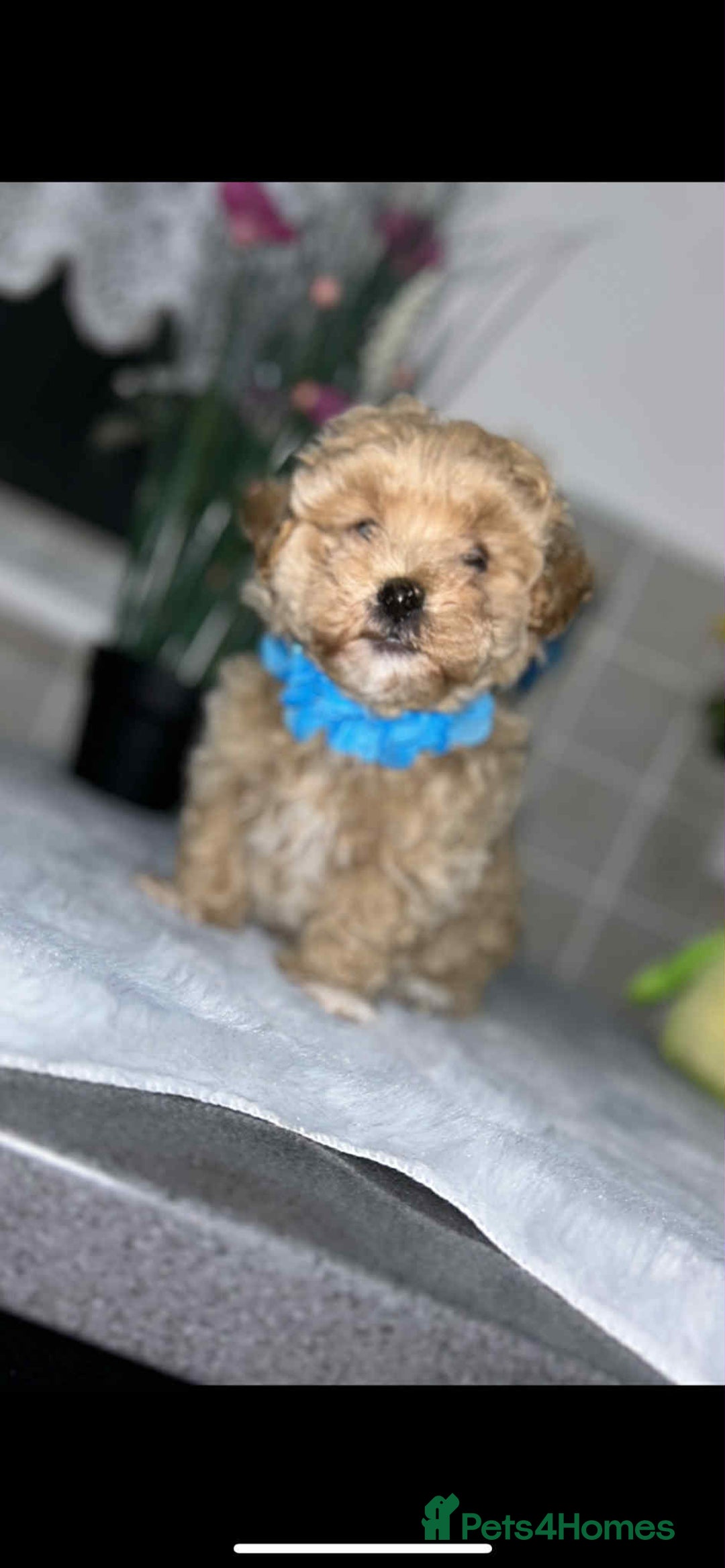 Maltipoo dogs for sale: Maltipoo - Image 5