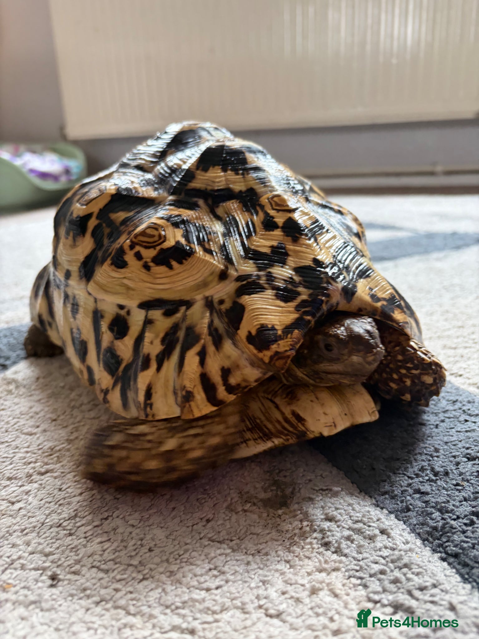 Tortoise reptiles Leopard Tortoise  - Advert 7