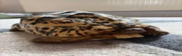 Tortoise reptiles for sale: Leopard Tortoise  - Advert 5