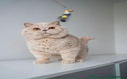 British Shorthair cats for sale: Adorable Purebred British Shorthair Kittens 🐾 - Image 19