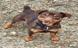 Jack Russell dogs for sale: Miniature jack Russell pups - Image 20