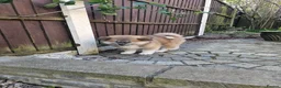 Japanese Akita Inu dogs for sale: RKC Registered Puppy Litter - Advert 21
