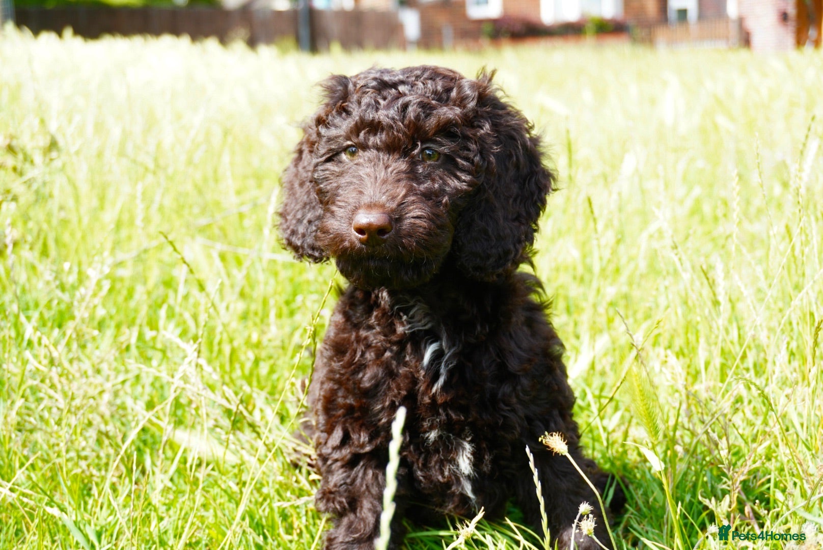 Sproodle dogs 2 Beautiful Sproodle Puppies - READY NOW - Advert 4
