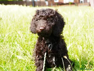 Sproodle dogs 2 Beautiful Sproodle Puppies - READY NOW - Advert 4