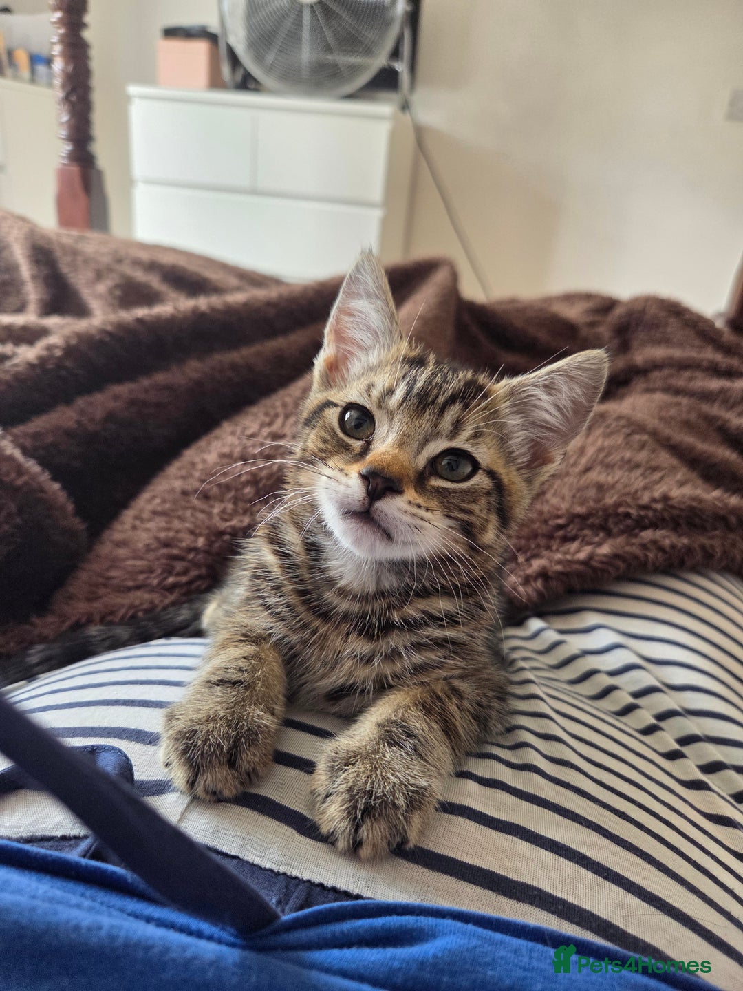Domestic Shorthair cats for sale: 10 week old tabby female kitten for sale - Image 5