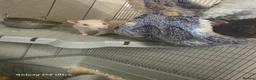 Rat rodents for sale: 2 male rats in Braintree - Advert 2